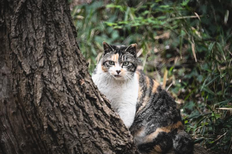 木の上の猫