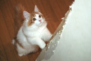 猫の爪とぎ