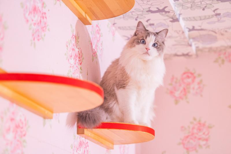 猫と暮らす賃貸の周辺環境を確認する飼い主のイメージ