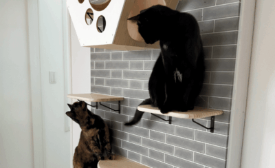 猫用壁面家具「ゴロDECOウォール」を使用する猫