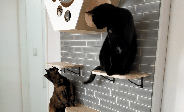 猫用壁面家具「ゴロDECOウォール」を使用する猫