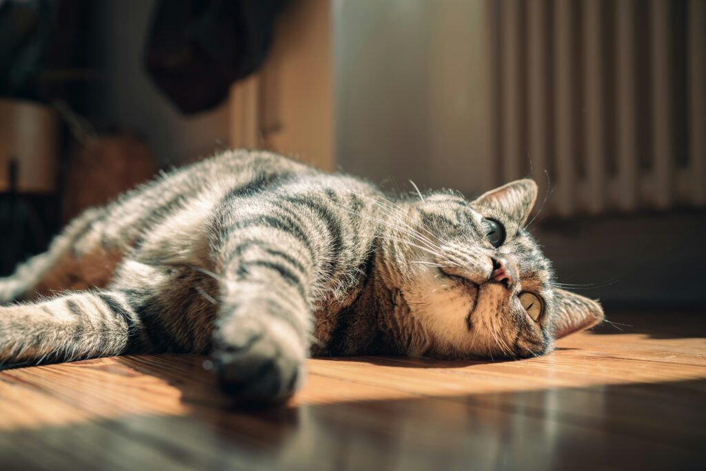 おうちでくつろぐ猫