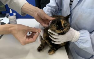 診察台に立つ猫