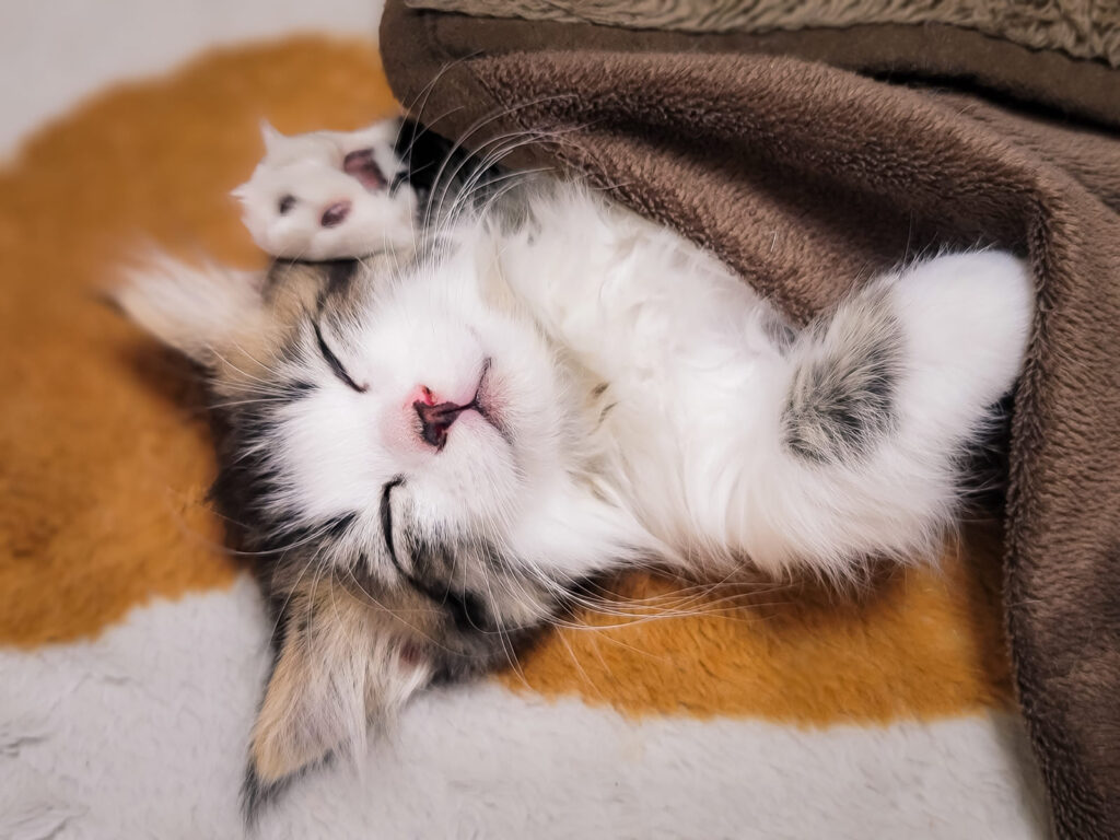 ゴロゴロ過ごす猫