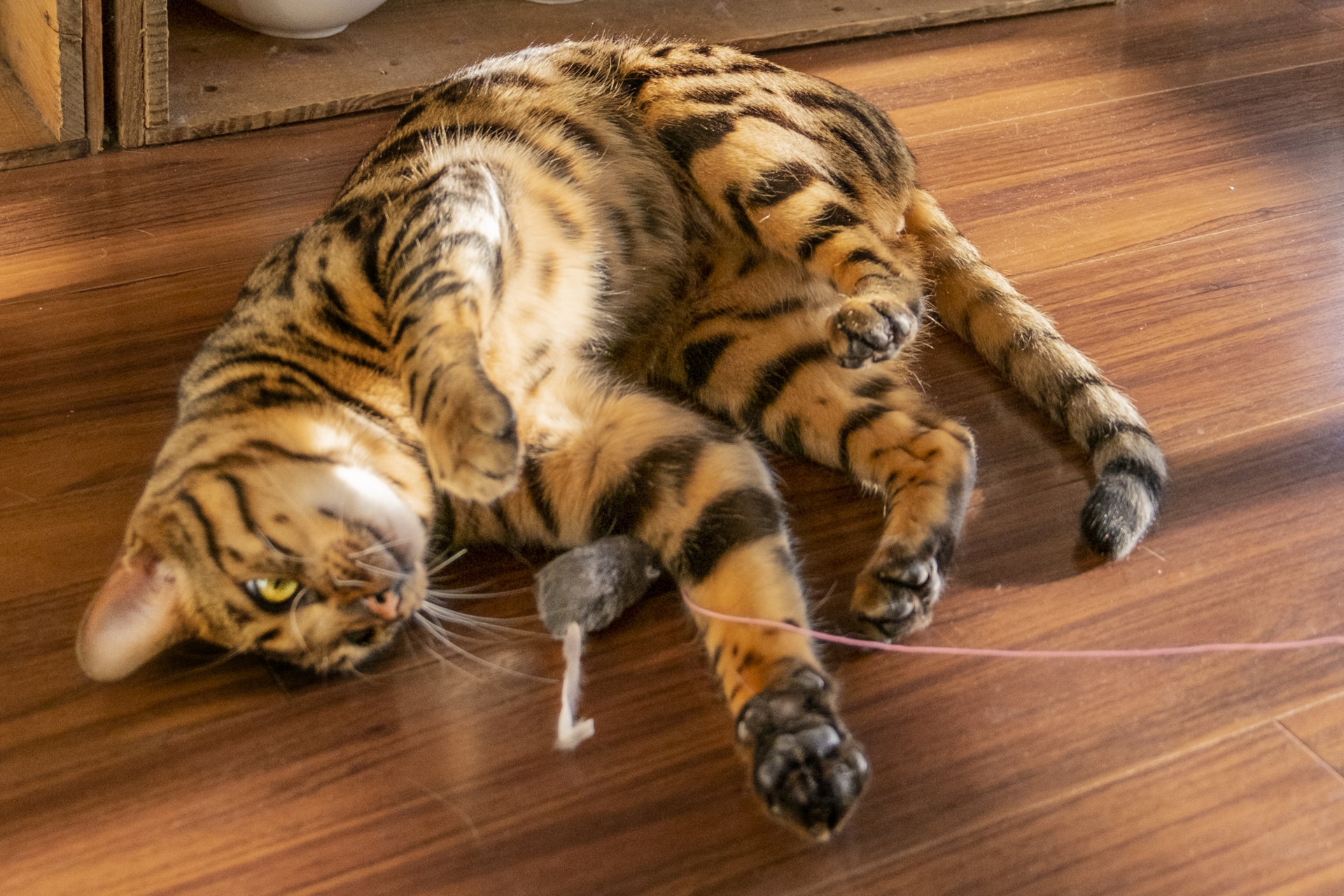 フローリングで遊ぶ猫