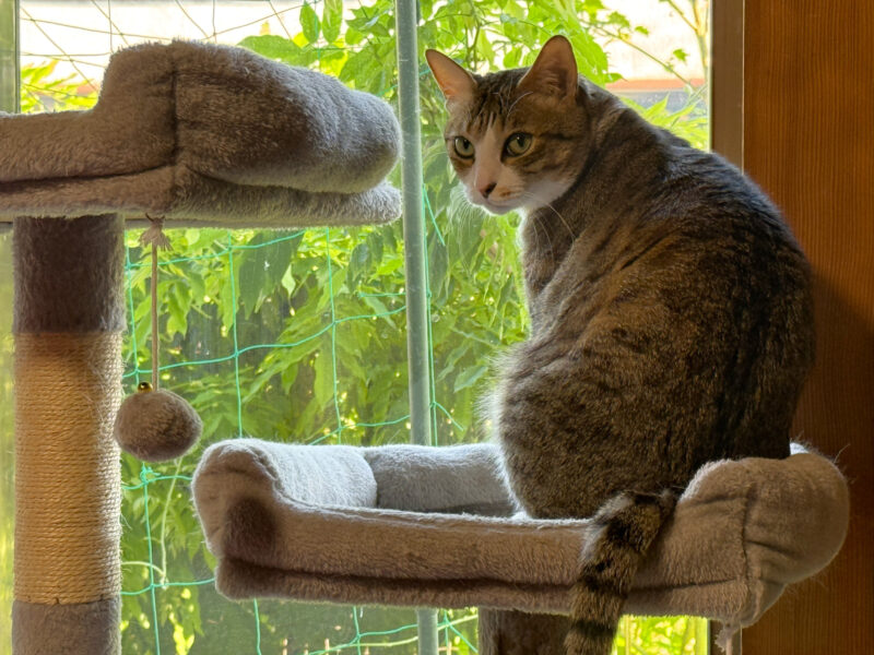 断熱性能の高い窓辺でくつろぐ猫のいる賃貸物件の室内