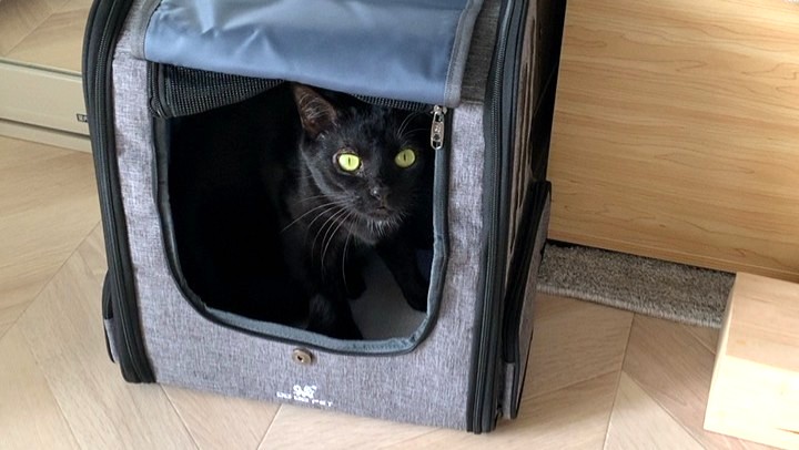 キャリーバッグに避難する愛猫