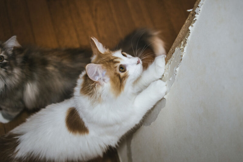 猫が壁で爪とぎ