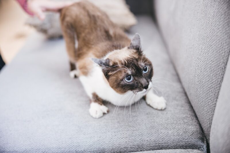 ソファーで興奮する猫