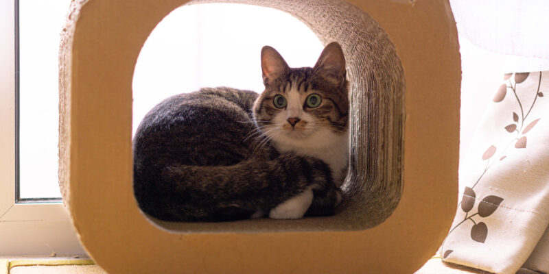 爪とぎの部屋でくつろぐ猫