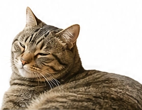 穏やかにくつろぐ猫