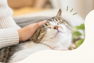 撫でられてくつろぐ猫